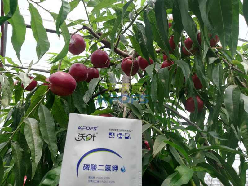 桃樹(shù)追肥用什么肥料好