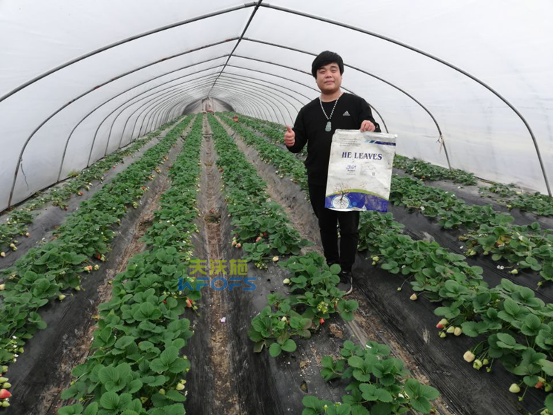 作物用肥，對(duì)食品安全的重要作用