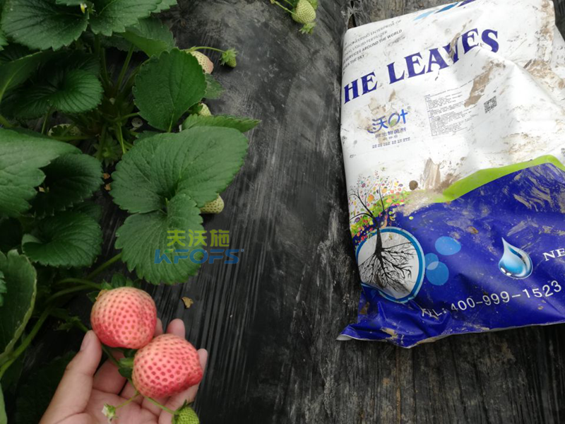 水溶肥-草莓用什么肥料好？