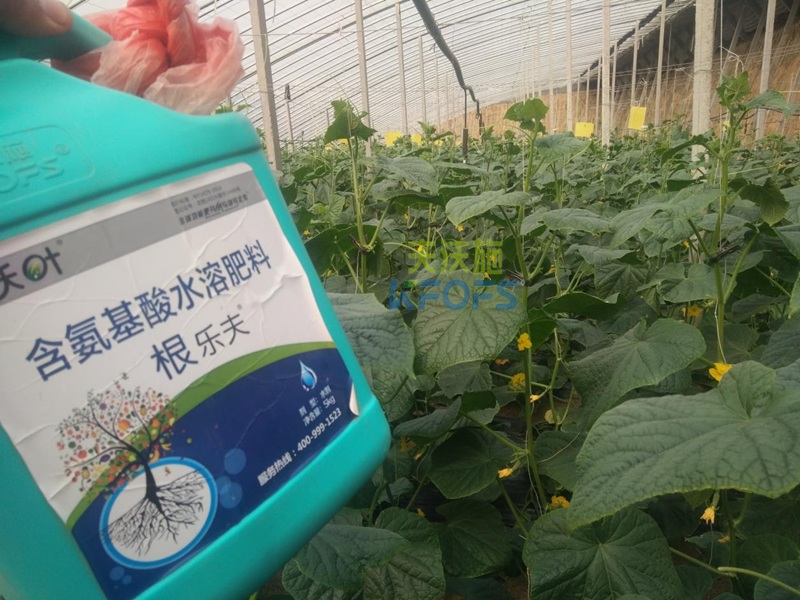 水溶肥調(diào)理黃瓜黃頭，夫沃施有一招！