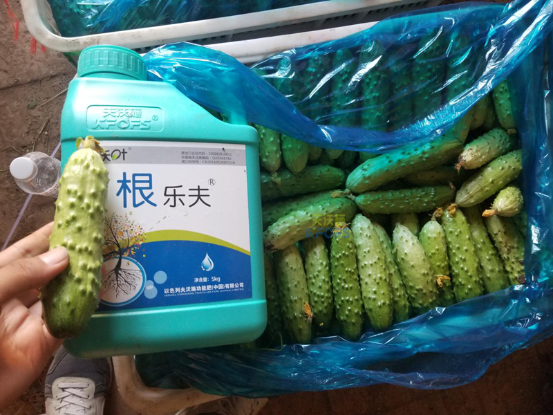 根系、土壤問題如何解決？