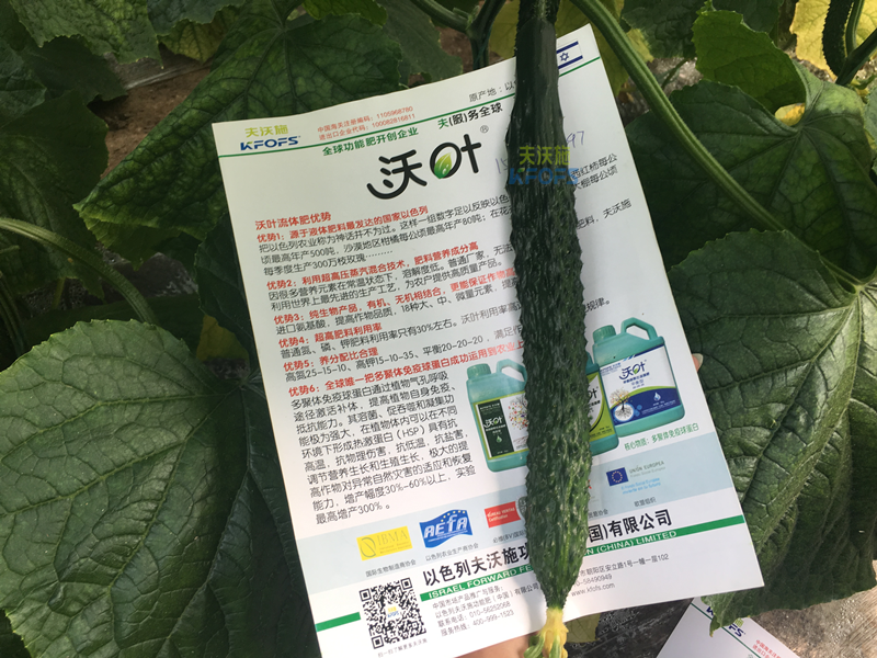 黃瓜的施肥時(shí)間及方法？
