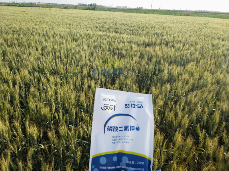 磷酸二氫鉀哪個(gè)品牌好-沃葉磷酸二氫鉀小麥.png