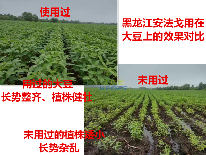 除草劑什么時候打好