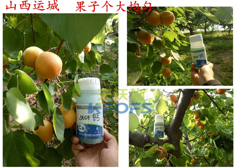 螯合鈣的用途！
