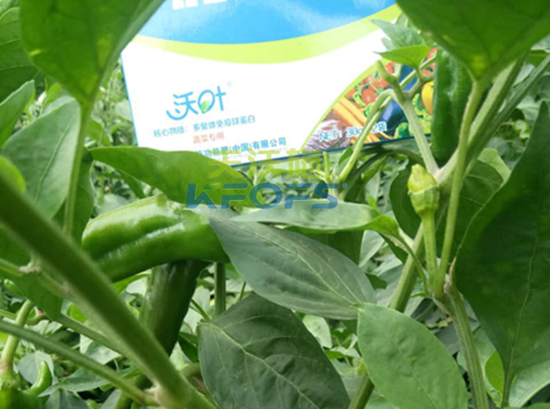 葉面肥噴施有哪些注意事項？1.png