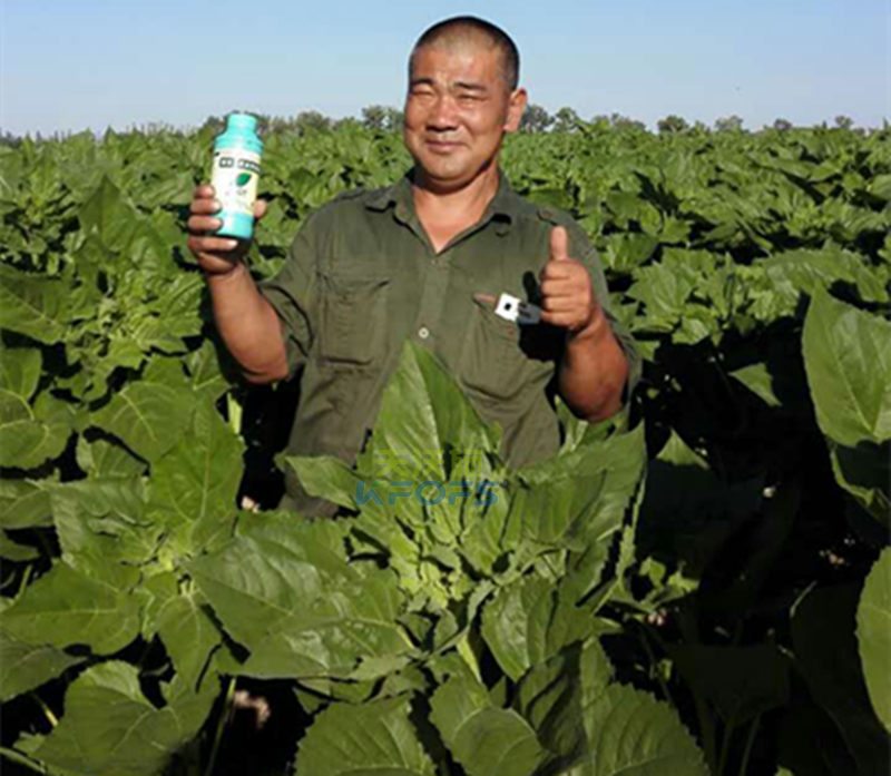 葉面肥的分類及注意事項(xiàng)有哪些？1.png