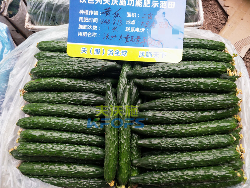 黃瓜用什么肥料產(chǎn)量高？1.png