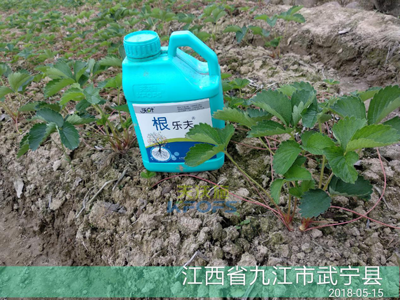 草莓如何施肥更高產(chǎn)？.png