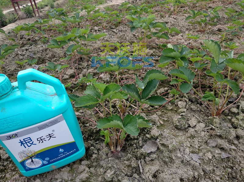草莓如何施肥更高產(chǎn)？1.png