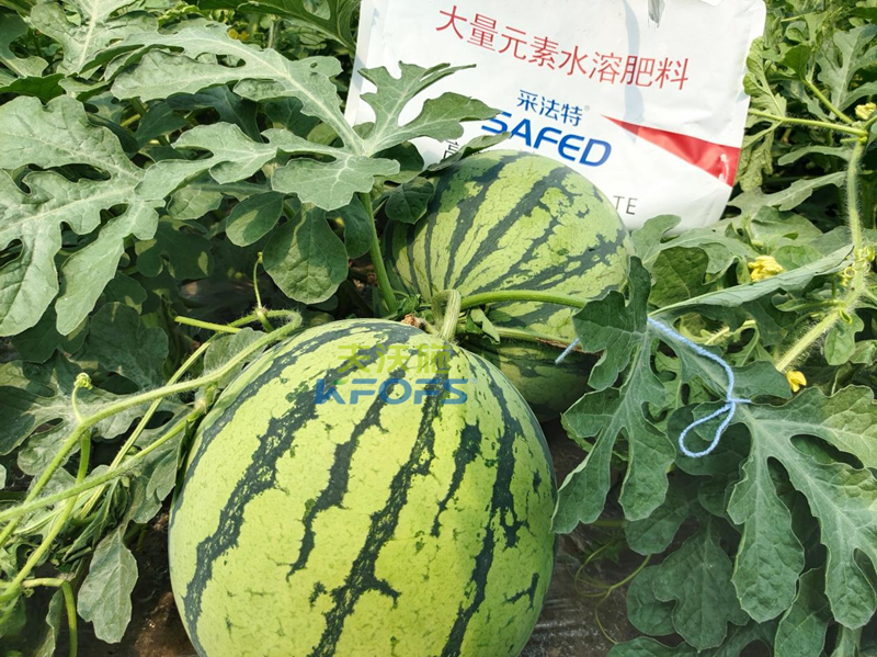 水溶肥怎么用？夫沃施告訴你！