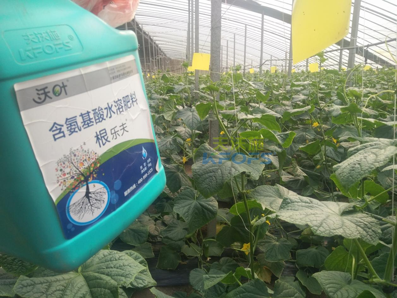 生根劑黃瓜落秧用有什么好處？
