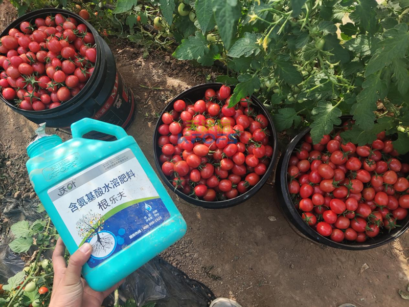生根劑哪個牌子好-沃葉根樂夫西紅柿.png