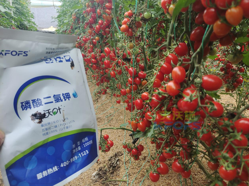 磷酸二氫鉀灌根，教你正確方法