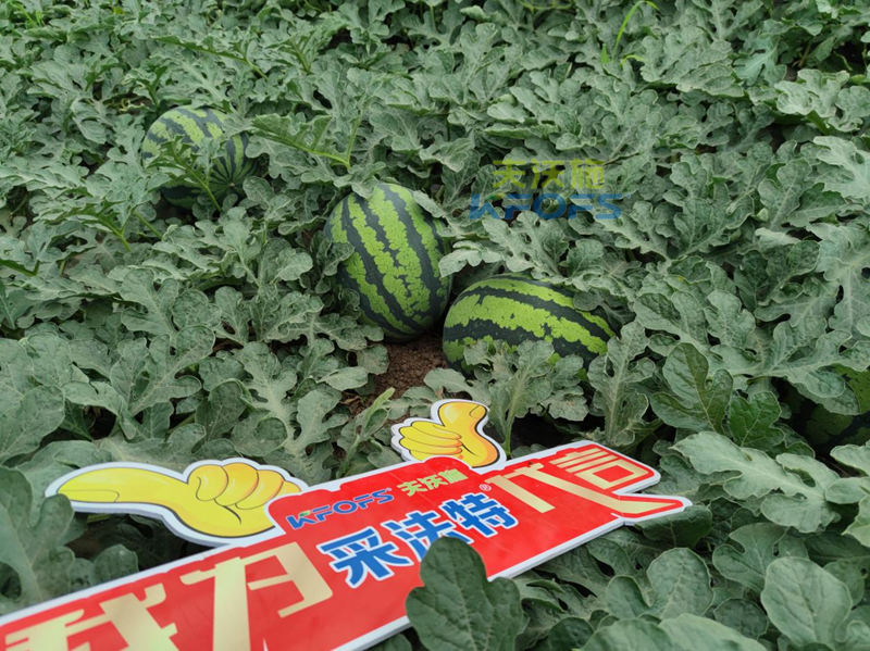 西瓜施肥用什么肥料好？