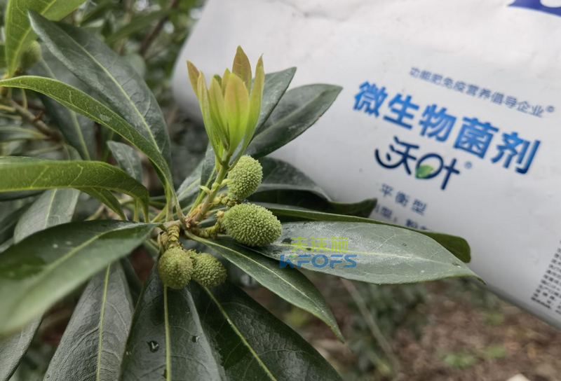 楊梅用什么水溶肥效果好？周大哥推薦沃葉