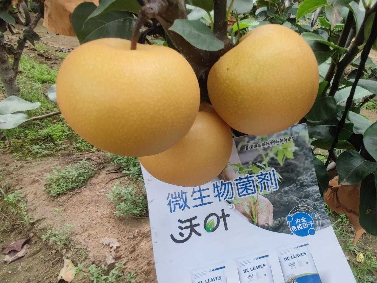 果樹施肥用什么水溶肥好？