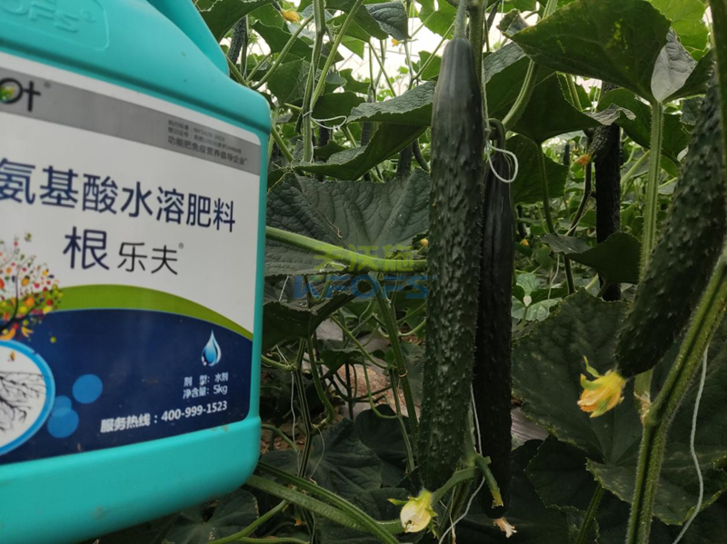 種黃瓜用什么肥料好-沃葉根樂夫.png