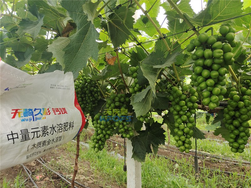中微量元素水溶肥無畸久彩，助提商品率！