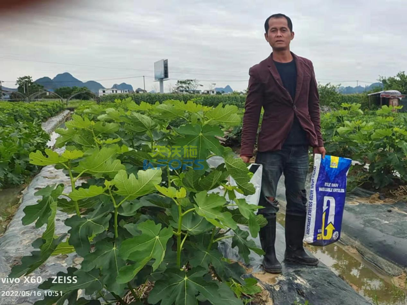 無花果施什么肥果實大？