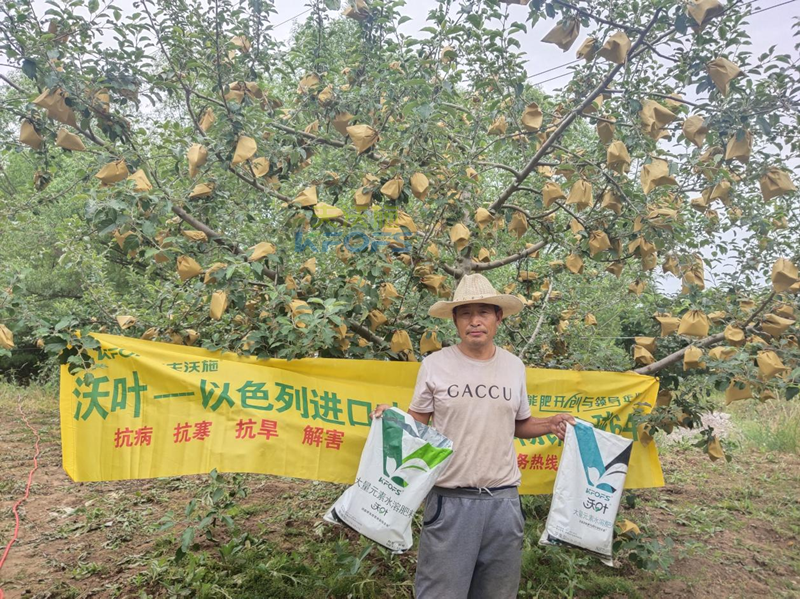 蘋果用什么水溶肥好，馮大哥推薦沃葉