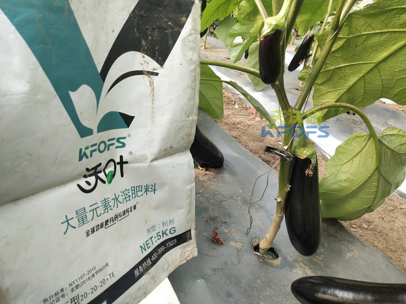 茄子用什么肥料產(chǎn)量高？