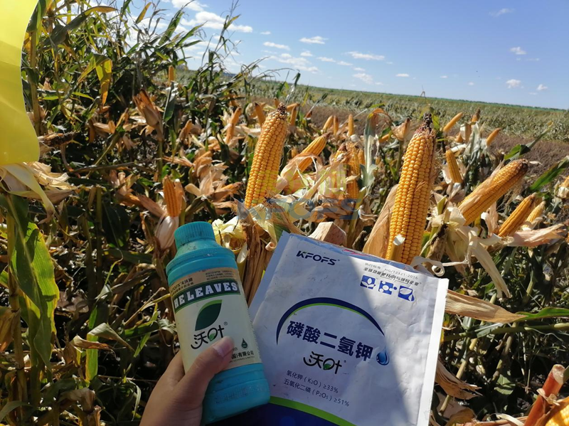 玉米葉面肥哪個品牌好？