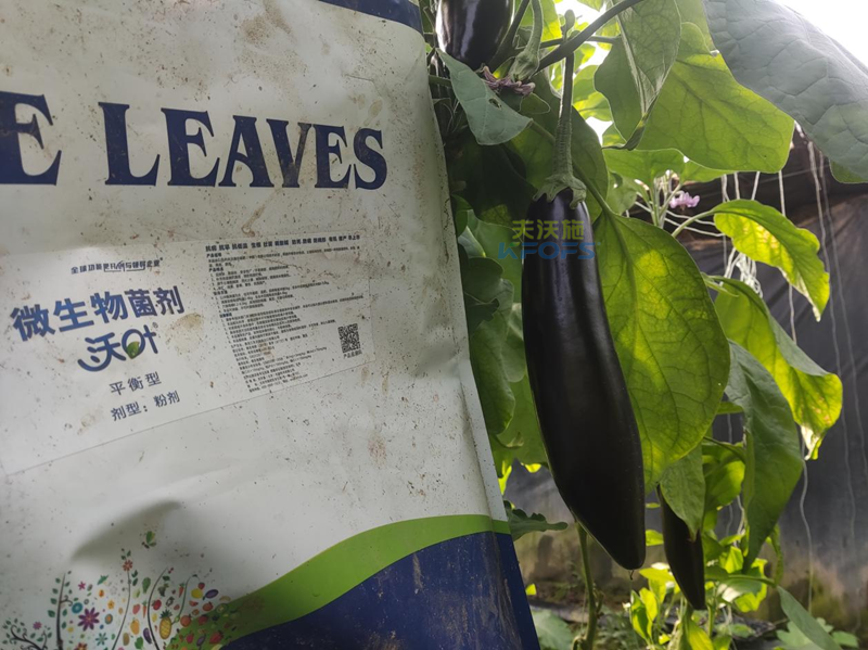 茄子施什么肥長(zhǎng)得好-沃葉微生物菌劑.png
