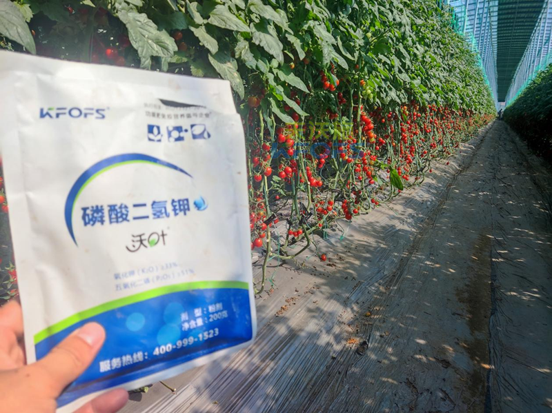 磷酸二氫鉀哪家好？張總選擇沃葉
