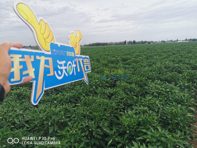 辣椒用什么肥料效果好？
