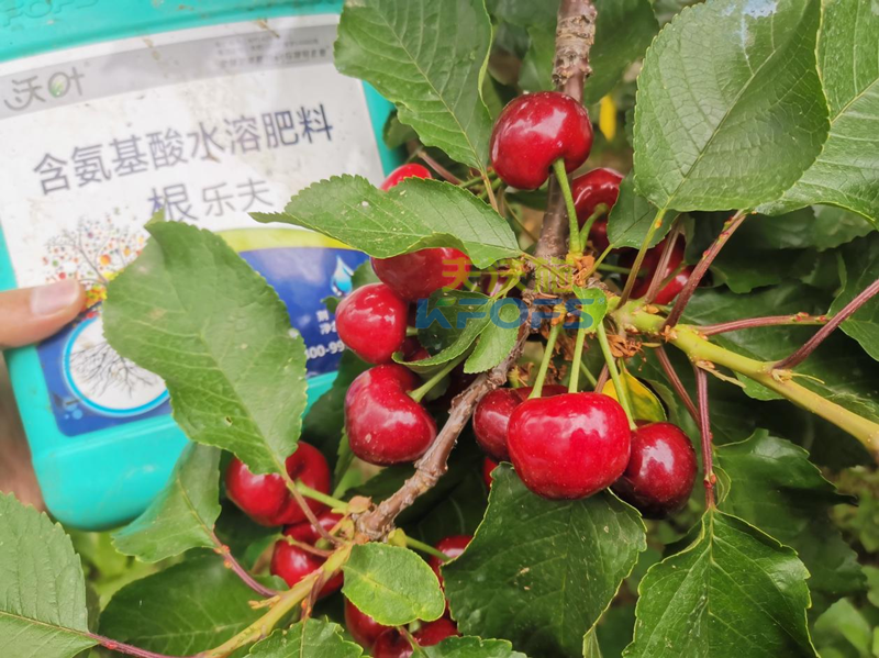 水溶肥哪家好？為何他們選沃葉？