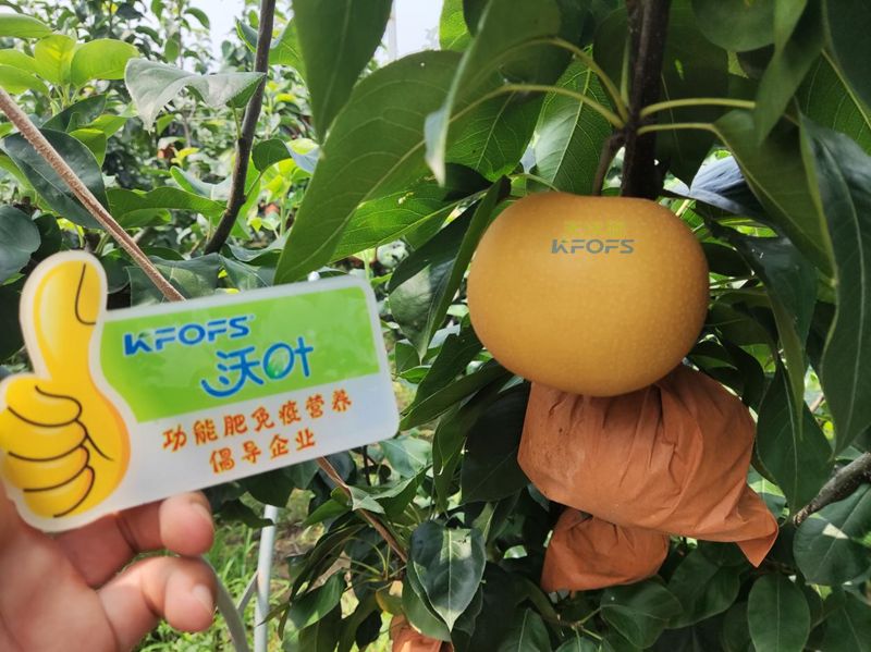 水溶肥怎么選？李總來幫你支招