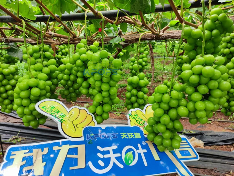 陽(yáng)光玫瑰葡萄用什么肥料好？