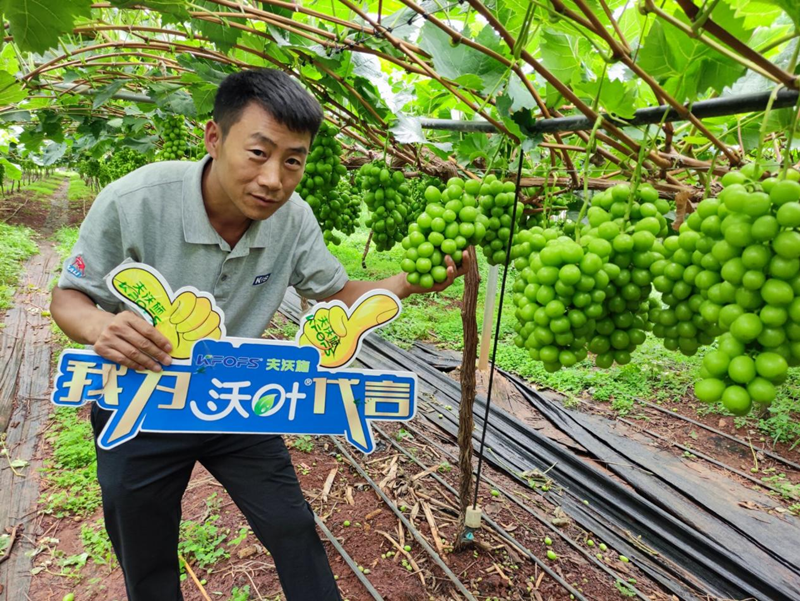 新栽葡萄施肥技術(shù)，附種植條件