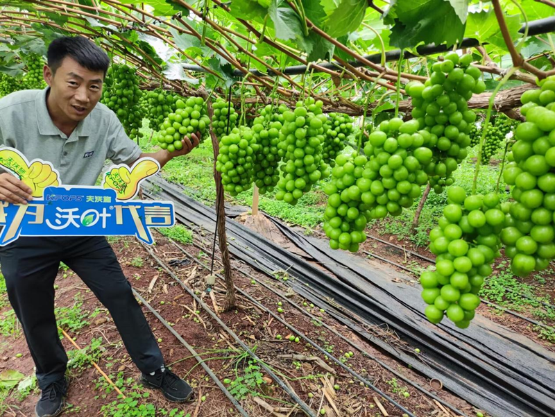 葡萄樹施什么肥？