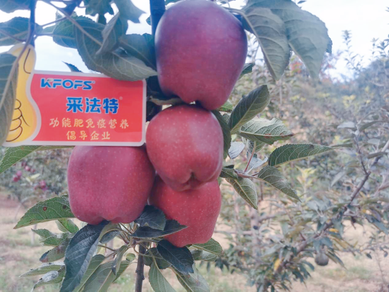 蘋(píng)果用采法特水溶肥效果怎么樣？
