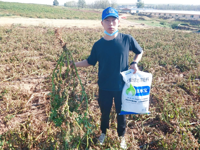 大量元素水溶肥用在土豆上效果怎么樣？