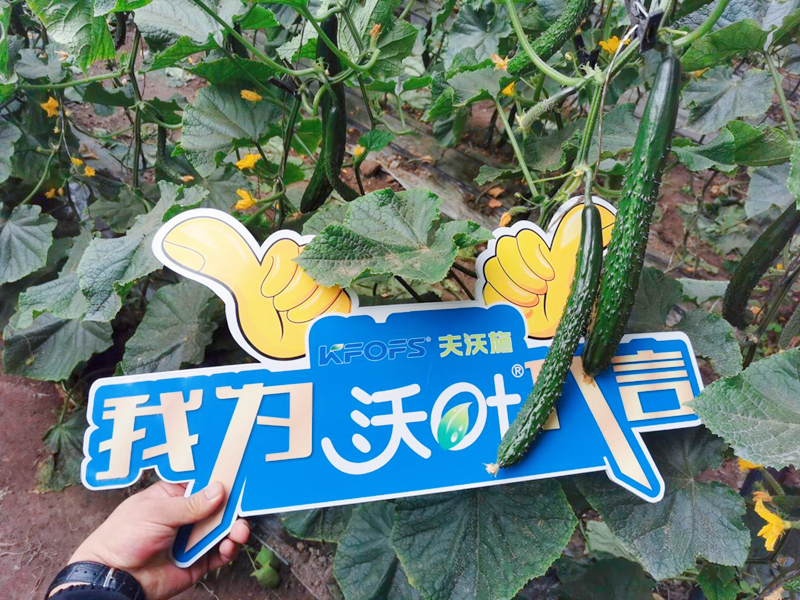 水溶肥效果怎么樣？