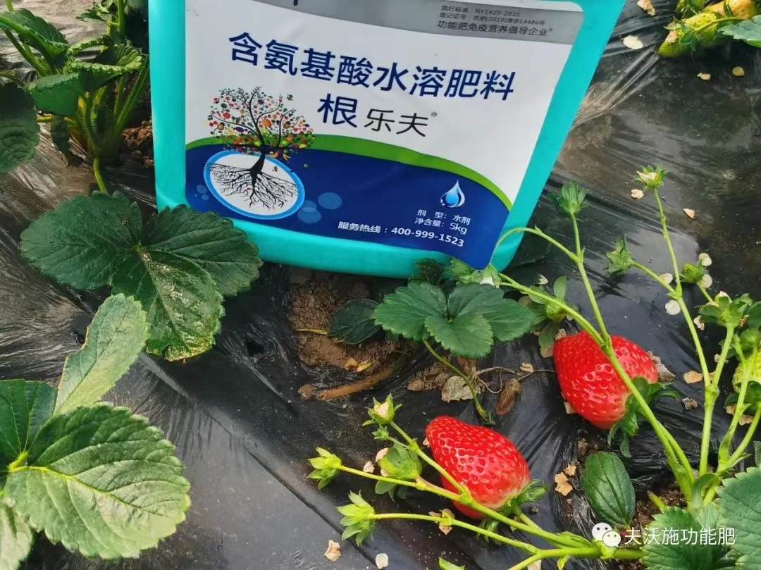 生根劑用在草莓上效果怎么樣？