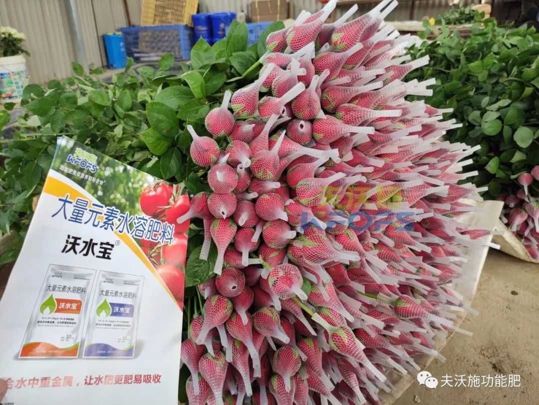 玫瑰花用什么肥料最好？