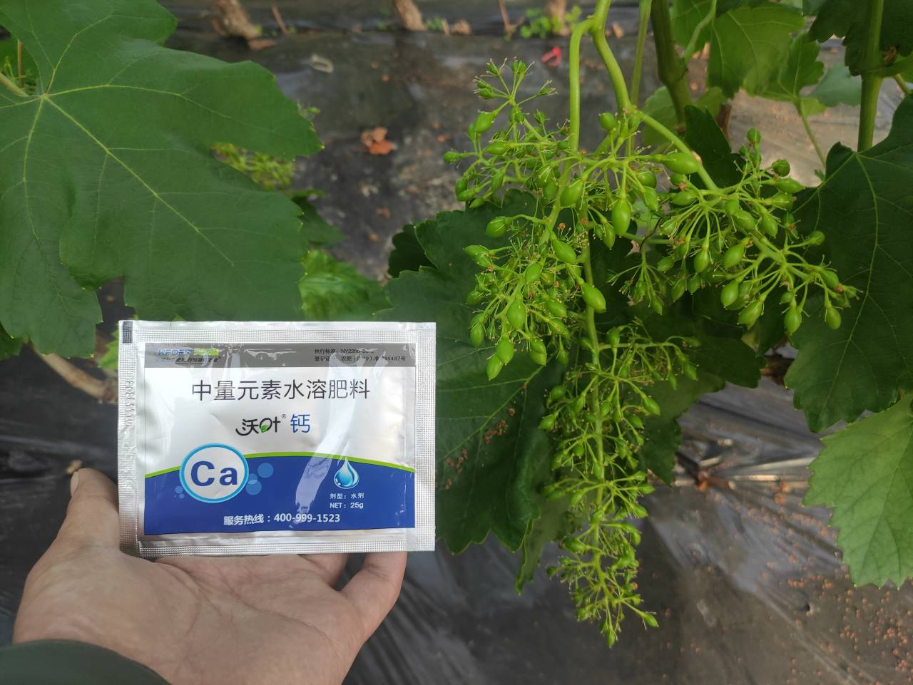 鈣肥的作用，寧夏大姐用沃葉鈣案例