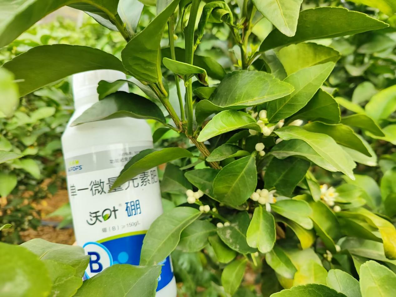 水溶肥在柑橘上的效果怎么樣？夫沃施柑橘案例