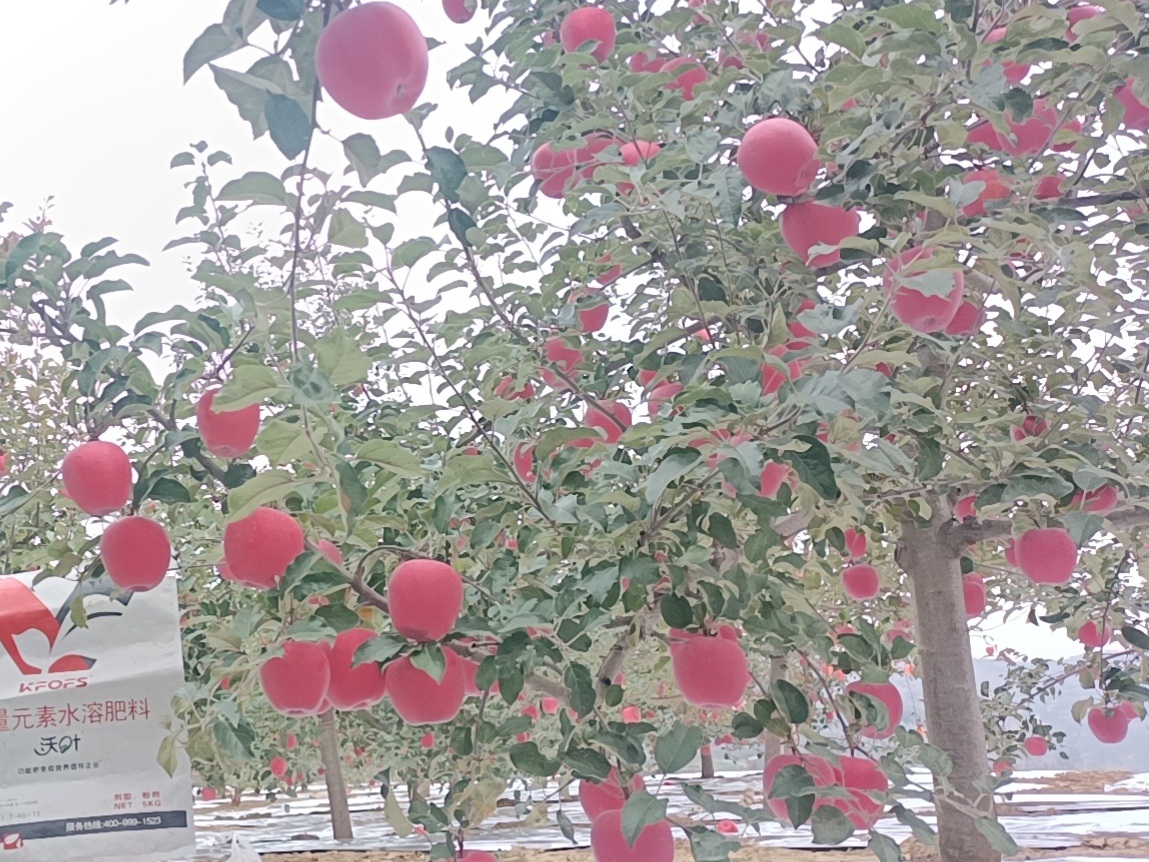 蘋果樹用什么肥料好？甘肅案例