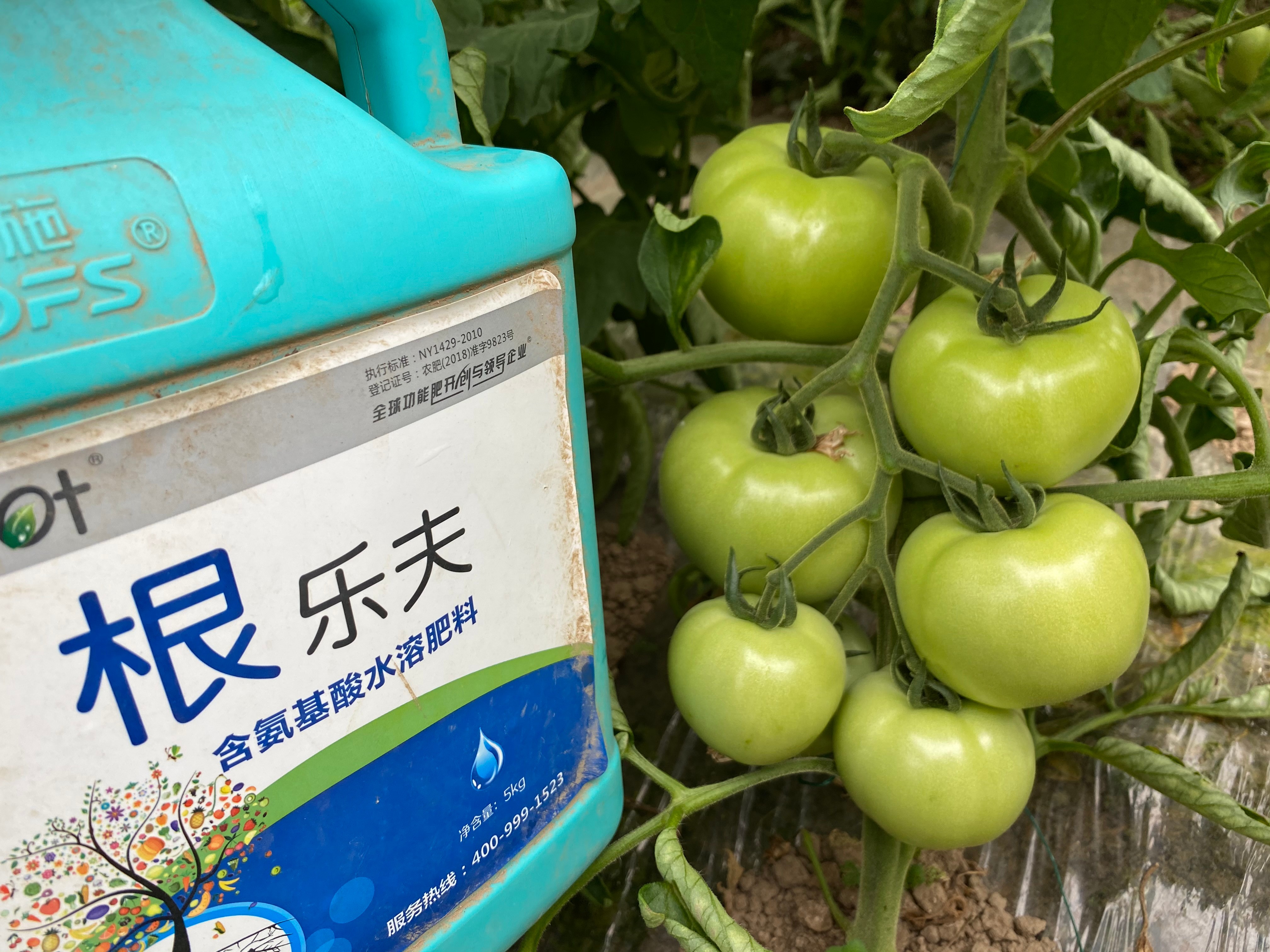 生根劑效果好不好？