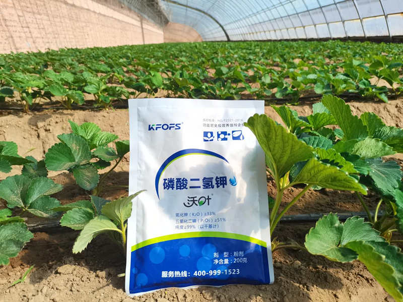 種草莓用什么肥料好？