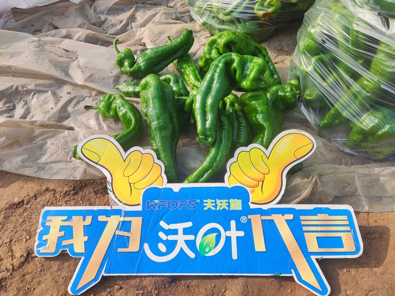 【已用】回訪(fǎng)時(shí)間：2022年11月20日，回訪(fǎng)地址：河南省永城產(chǎn)品：沃葉顆粒肥，回訪(fǎng)作物：辣椒使用效果：農(nóng)戶(hù)使用夫沃施沃葉顆粒肥長(zhǎng)勢(shì)旺盛，開(kāi)花多，結(jié)果量大，一個(gè)辣椒就重達(dá)半斤重 (10).jpg