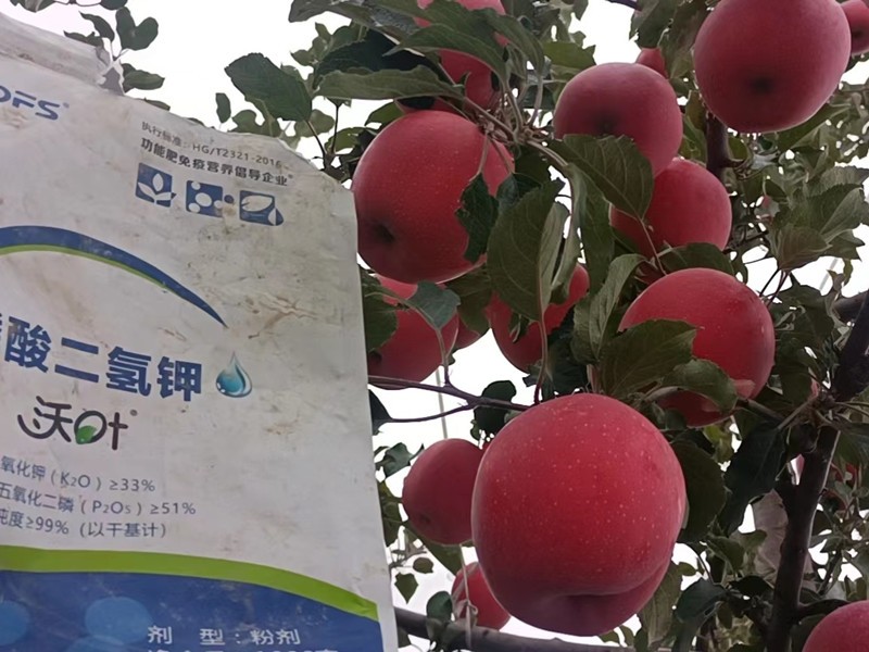 蘋果樹(shù)施什么肥料好-沃葉磷酸二氫鉀 (1).jpg