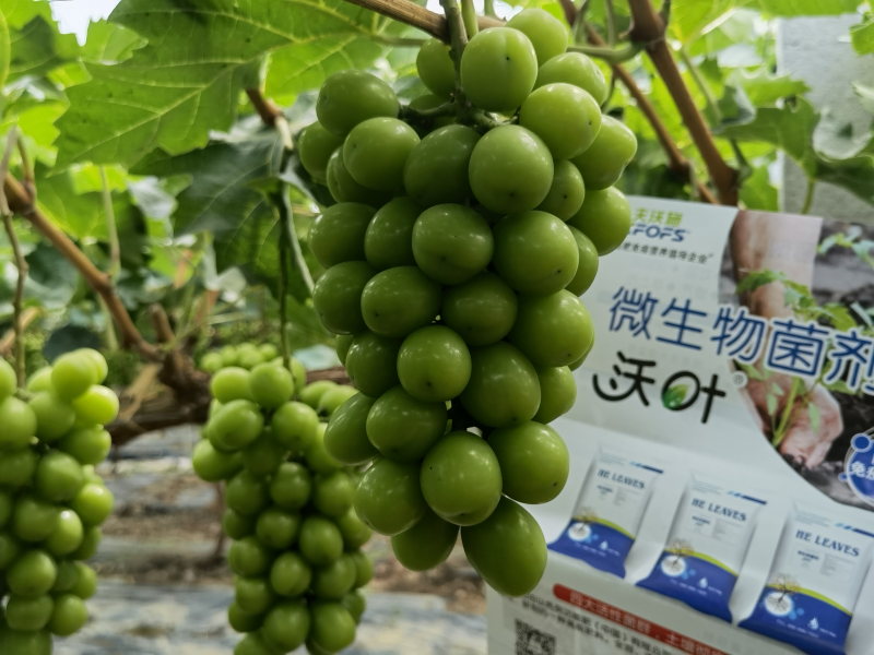 微生物菌劑哪個(gè)牌子好？李大姐認(rèn)可沃葉！