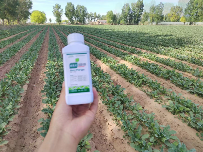除草劑藥害怎么辦？安法戈來解決！