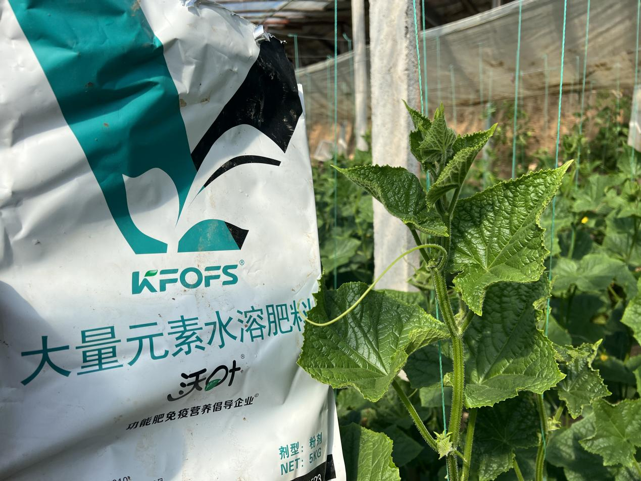 水溶肥如何調(diào)理黃瓜條直黑亮下瓜快？